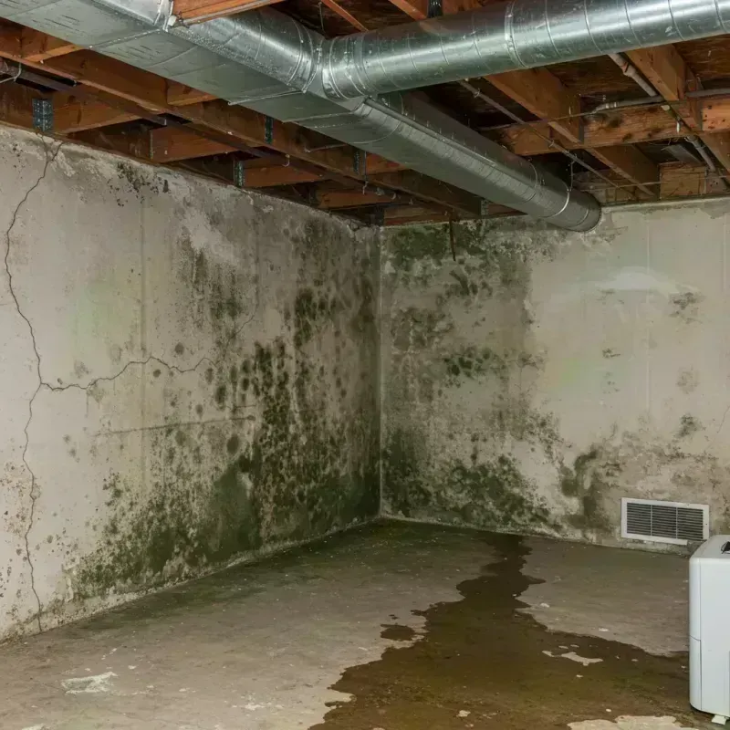 Professional Mold Removal in Harrisburg, IL